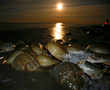 Wildlife groups pressure Pharmas to curb crab blood addiction