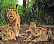 Good news about Gir lions