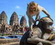 Planet of the monkeys: Humans try to reclaim lost Thai city