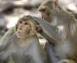 Monkeys develop short-term immunity to coronavirus