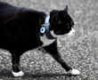 Resident cat at UK Foreign Office retires from diplomatic service