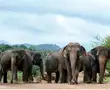 Coronavirus gives Sri Lanka's threatened elephants a reprieve
