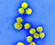 High levels of just one type of molecule seen in COVID-19 patients prevents immunity