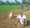 Farmers in Rajasthan wait for a loan waiver