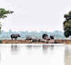 Assam floods: How forest officials, villagers ensure safety of animals at Kaziranga