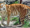 Bala and Bhutan: Meet the two tigers who are making headlines