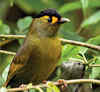 Lease of Life: This Arunachal tribe turns village into a bird sanctuary