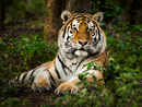 In a first, Bronx zoo tiger 'Nadia' tests positive for Covid-19, develops dry cough, loss of appetite