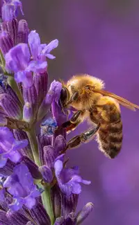 7 Most Dangerous Bees You Should Never Mess With