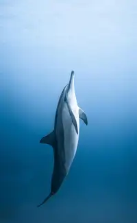 India&rsquo;s top 9 water animals that will leave nature lovers awestruck