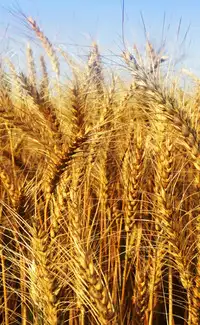 Rava vs wheat: which is healthier and more nutritious?