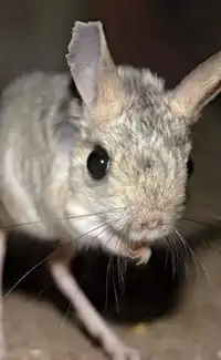 10 World&rsquo;s Smallest Animals That Can Fit In Your Palm