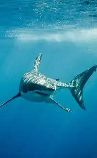 6 Facts About Daring Fish That Clean Mouths Of Sharks And Whales