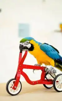 Birds are cleverer than many animals. Scientists identify a key clue about why birds are better at problem-solving skills