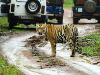 India houses 70% of world's tigers: why the wild roars can be music to its green economy