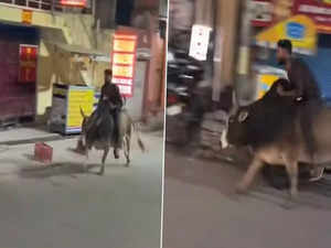 Uttarakhand Police takes legal action against man who rode bull while drunk in Rishikesh; Watch