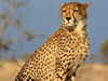 Third Cheetah dies at Madhya Pradesh's Kuno National Park