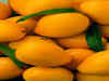 Health benefits of eating mangoes