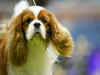 At Westminster dog show, over 100 King Charles III's namesake spaniels join parade to celebrate new monarch