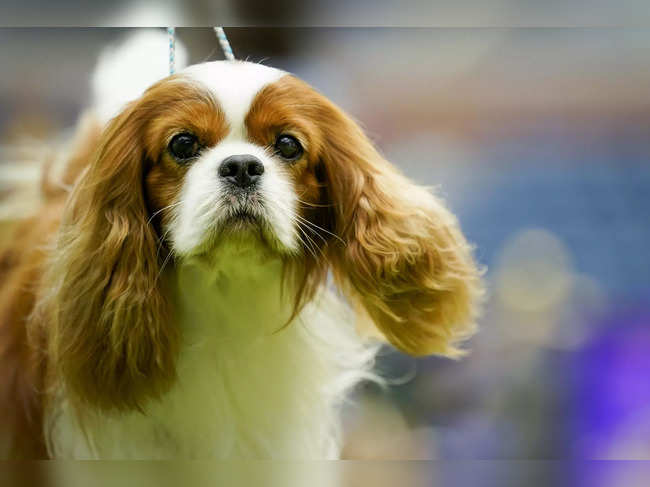 At this Westminster, King Charles is the spaniel sort