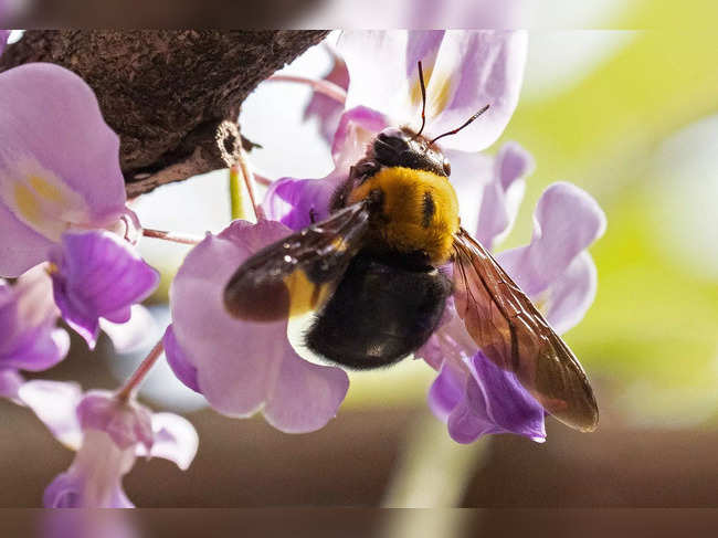 A female carpenter bee is seen nectaring at the Wisterias in a park of Tokyo on April 23, 2023. (Photo by Philip FONG / AFP)