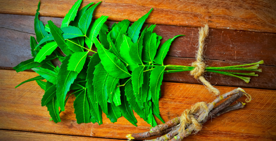 Neem Benefits Health Benefits Of Neem The Miracle Tree EconomicTimes   Msid 100156500,width 900,height 460,resizemode 4.cms