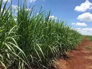 Sugarcane growers to lobby against inclusion of sugar mill owners in new Karnataka cabinet