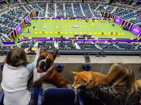 ​Arena​
