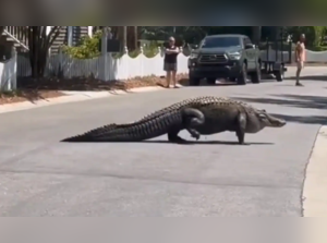 Huge alligator found in underground pipe in US. See what happened