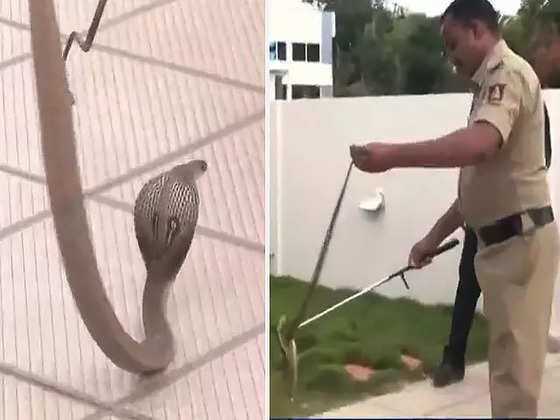 Watch: Snake found in BJP camp office in CM Basavaraj Bommai's constituency - The Economic Times Video | ET Now