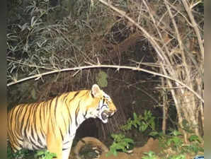 National Board for Wildlife clears railway line in Telangana’s Kagaznagar tiger corridor; know the details