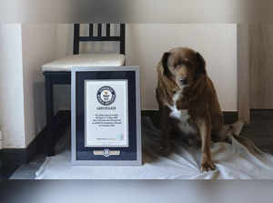 World's oldest dog turns 31: Meet Guinness World Record holder Bobi