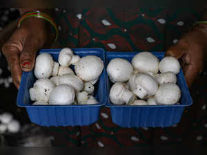 Jammu: A woman shows button mushrooms harvested by her at an in-house mushroom f...