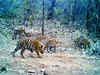 Tiger population shows signs of growth, as tigress gives birth to 4 cubs in Navegaon Nagzira Tiger Reserve