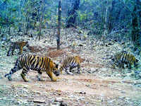 white tigers: Rare white tigers gives birth to three healthy cubs at Delhi  zoo; See adorable pics - The Economic Times