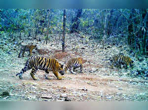 **EDS: TO GO WITH STORY** Gondia: Four tiger cubs, who were born at the Navegaon...