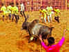 SC upholds TN law allowing 'Jallikattu', says existing laws minimise animals' sufferings