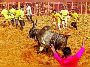 Bull tamer gored to death in Pudukottai jallikattu