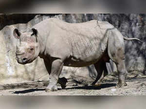 US: Oldest male black rhino in a North American zoo, Nakili, euthanised