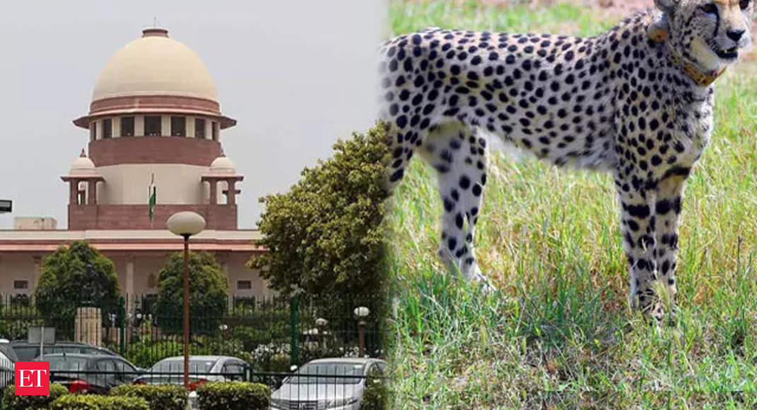 SC concerned over death of cheetahs at Kuno National Park, ask Centre to consider shifting them to Rajasthan