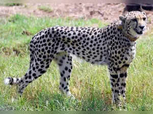 Namibian cheetah Shasha dies at MP's Kuno National Park