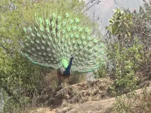 MP: Video of man torturing peacock in Katni goes viral, accused on the run