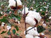 Cotton prices take a knock as farmers offload stocks