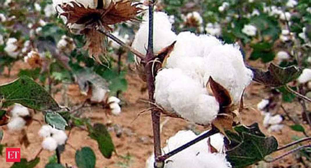 Cotton prices take a knock as farmers offload stocks