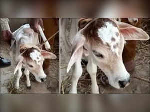 A cow gave birth to a strange calf in the forest of Nanakmatta region, a six-legged calf became the subject of discussion among the people..