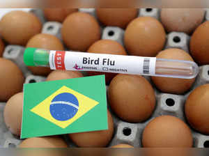 FILE PHOTO: Illustration shows test tube labelled "Bird Flu", eggs and Brazil flag