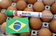 Brazil concerned bird flu vaccination would raise trade barriers