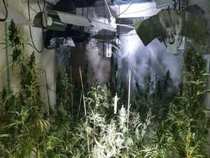 Man arrested by UK police after around 250 cannabis plants seized in Lancashire's Leyland
