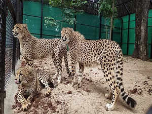 National Tiger Conservation Authority constitutes Cheetah Project Steering Committee with Dr Rajesh Gopal as chairman