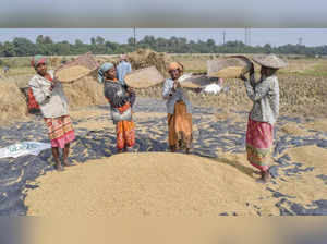 Nadia: Farmers wipe the dust from the harvested paddy crop, in Nadia. (PTI Photo...